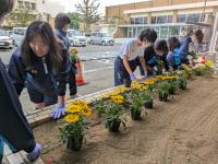 鉾田市役所花壇つくり