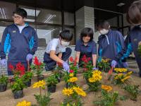 鉾田市役所花壇つくり