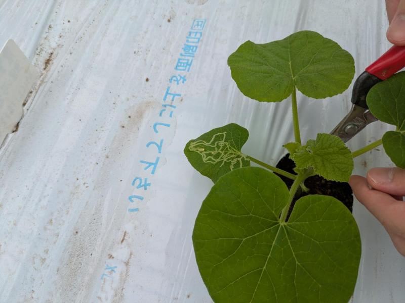 ★虫の害にあった葉を取り除きます。