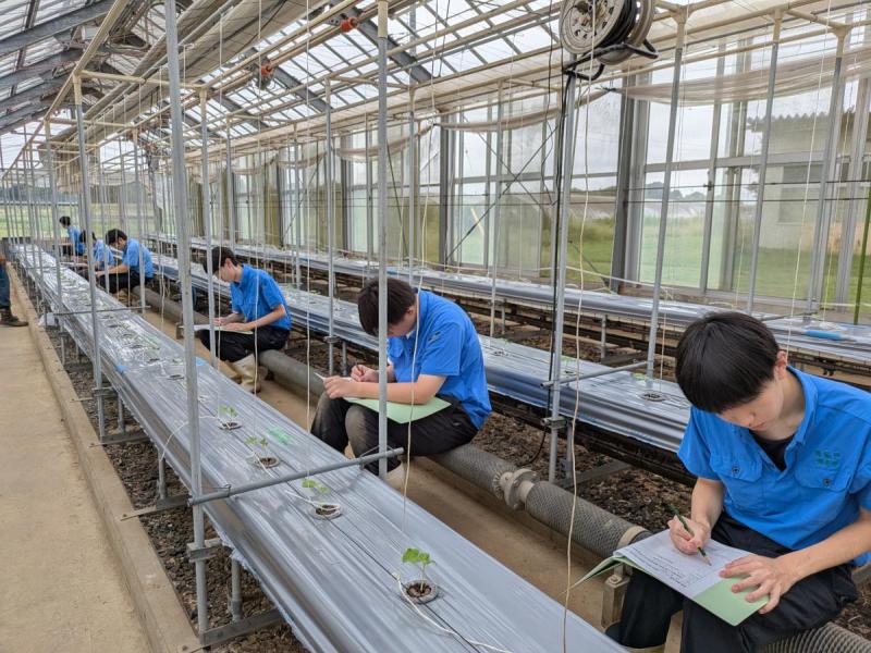 ★最後に自分が育てるメロン苗の成長を観察しました。